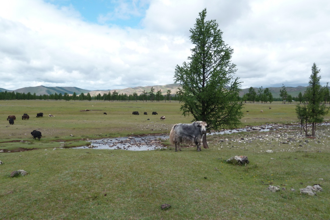 Typical landscapes of Mongolia